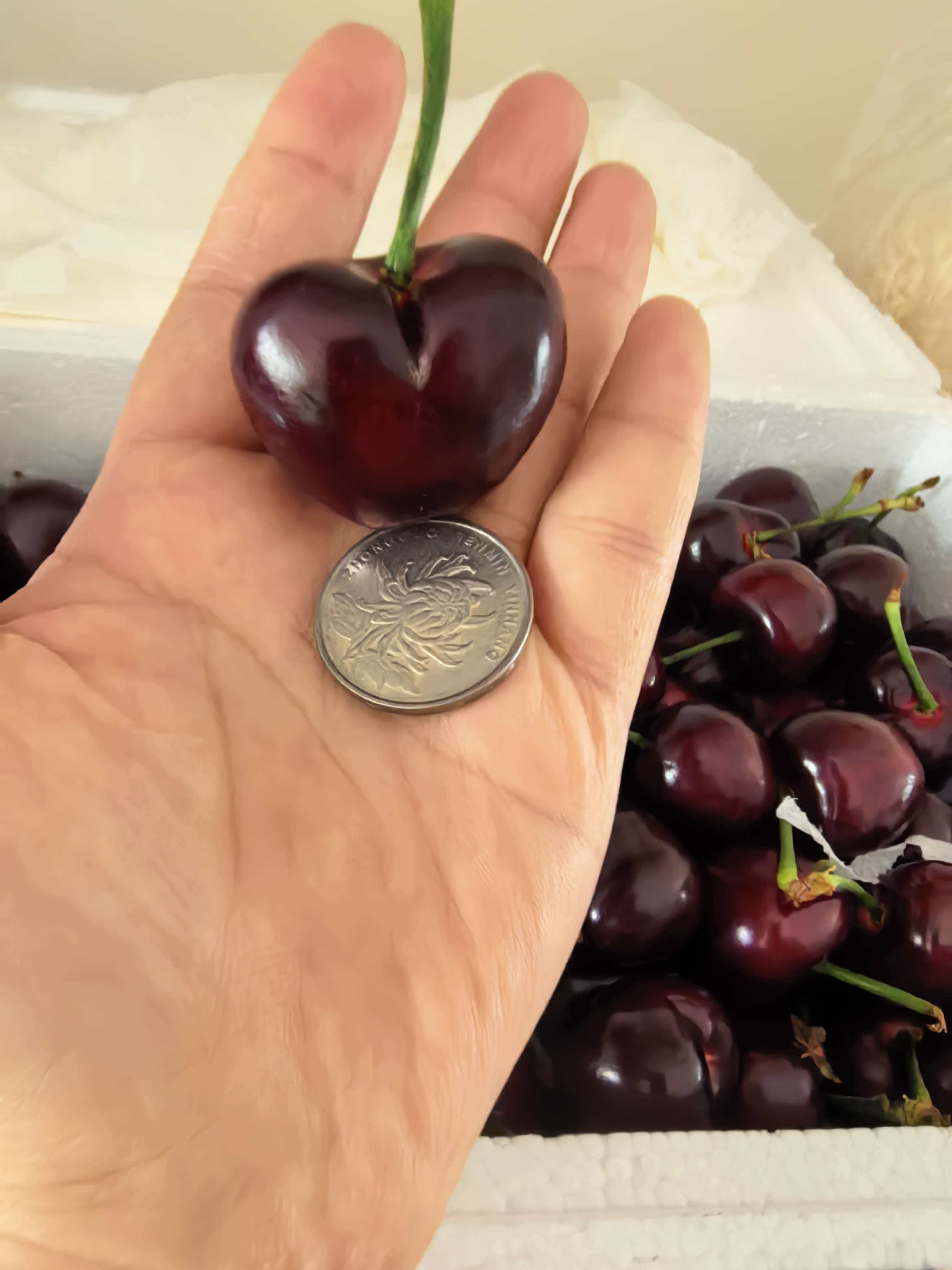 单颗大樱桃与硬币对比